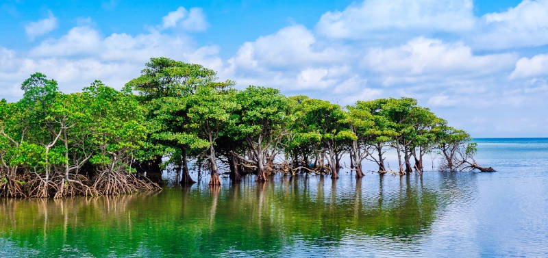 Docutain pflanzt Mangrovenbäume als eine der wertvollsten Pflanzen der Welt